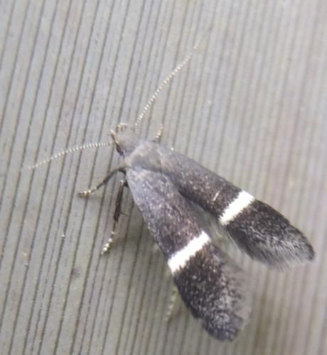 Aproaerema sp.